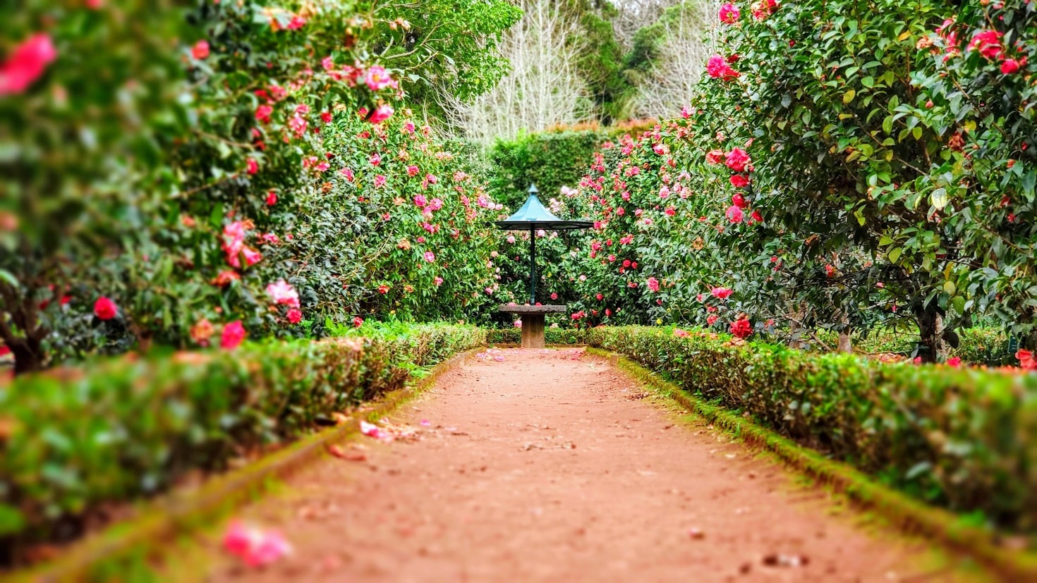 Sostenibilità e bellezza: il futuro dei giardini
